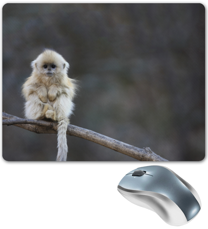 обезьяна клипарт. туц туц афиши. подмышка мартышки. обезьянка и змея. подмышки макаки.